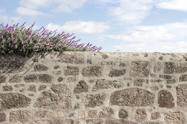 White and purple flowers on stone fence against blue sky background. Blooming flowers on ancient stone wall. Wild violet blooming flowers. Provence nature. Summer garden. Countryside landscape.