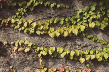 Yeşil ve kırmızı sarmaşık yaprakları gri duvar sessiz renklerde. Taş duvarda renkli sonbahar yaprakları filtrelenmiştir. Sonbahar doğa. Creeper bitkiler kavramı. 