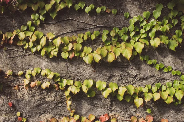 Yeşil ve kırmızı sarmaşık yaprakları gri duvar sessiz renklerde. Taş duvarda renkli sonbahar yaprakları filtrelenmiştir. Sonbahar doğa. Creeper bitkiler kavramı. 