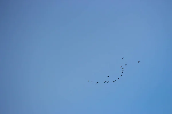 Açık Mavi Gökyüzünde Uçan Kuş Sürüsü Uçuş Konsepti Gökyüzündebir Grup — Stok fotoğraf