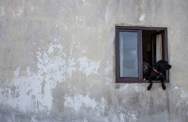 Two dogs in open window. Pets waiting for owner. Dogs in window of old concrete house. Domestic animals concept.