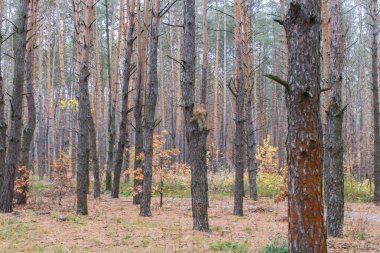 Sonbaharda orman. Kırmızı kuru yaprakları ile küçük ağaçlar ile çam ağaçları. Sonbahar doğası. Eylül konsepti. Sakin ormanlık. Çam ağaçları ormanına düşmek. 