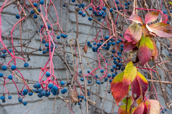 Червоне Жовте Листя Виноградною Гілкою Сірому Тлі Стін Осіння Природа — стокове фото