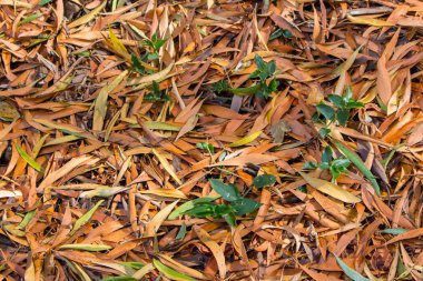 Yere düşmüş yapraklar. Kahverengi ve yeşil arka plan bırakır. Sonbahar doğa konsepti. Sonbahar konsepti. Doğa yakın çekim. 