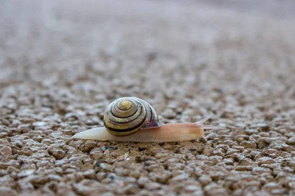 매크로에 귀여운 달팽이 자연이 가까이 모래에 배경입니다 집이있는 달팽이 공원에서 — 스톡 사진