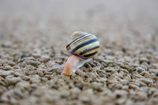 Cute snail with shell on trail macro. Nature close up. Small mollusk on sand. Wildlife background. Small snail with its house. Slug in park.