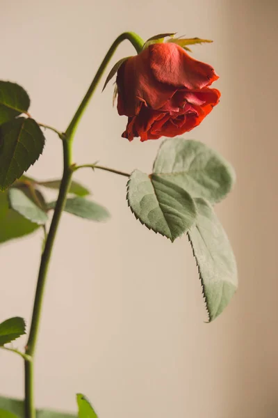 Faded red rose flower on gray background. Old rose flower with leaves isolated. Sad love background. Death and sadness concept. Unhappy love concept. Romance background. Tired lonely rose flower.