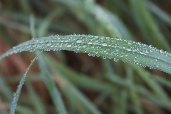 Rosée Tombe Sur Herbe Verte Sur Fond Flou Rosée Gros — Photo