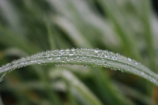 绿草上的露珠落在不集中的背景上 拍拍特写 新鲜草地上的雨滴 雨后的夏季草甸 大自然近在咫尺 春天的概念 新鲜背景 — 图库照片