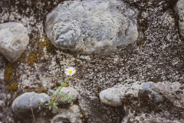 Kleine Kamille Grauen Steinen Gefiltert Schöne Whire Blume Felsen Blühendes — Stockfoto