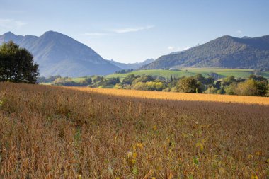 Dağlarla ve mavi gökyüzüyle sonbahar manzarası. Dağlardan gelen gölgeli sarı alan. Fransa 'da sonbahar doğası. Tarlada güneşli bir sabah. Vadi otlağı. Sabah tepeleri olan manzaralı bir manzara..