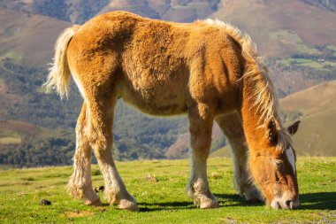Kahverengi at Fransa 'nın Pirenes dağlarında otluyor. Manzaralı dağlara karşı güzel bir aygır. Vadideki çayırda kahverengi taylar. Vahşi yaşam konsepti. Hayvanlar temiz havada. Özgürlük kavramı.