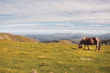 Kahverengi at Fransa 'nın Pirenes dağlarında otluyor. Manzaralı dağlara karşı güzel bir aygır. Vadideki çayırda kahverengi taylar. Vahşi yaşam konsepti. Hayvanlar temiz havada. Özgürlük kavramı.