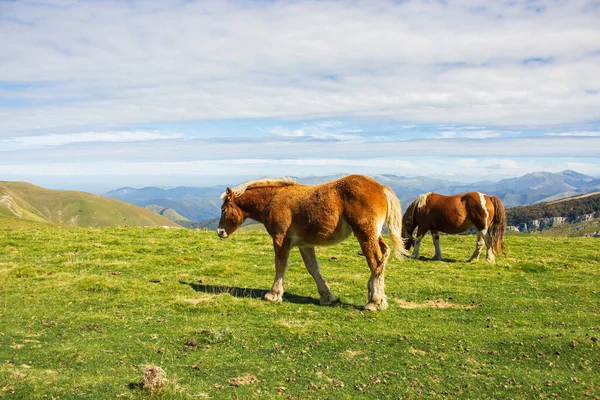 Bruna Hästar Betar Pyrenéerna Frankrike Vacker Hingst Mot Natursköna Fjälllandskap — Stockfoto
