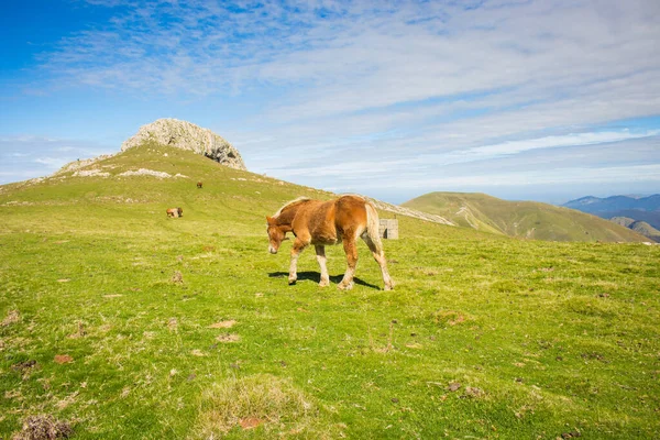 Kahverengi Fransa Nın Pirenes Dağlarında Otluyor Manzaralı Dağlara Karşı Güzel — Stok fotoğraf