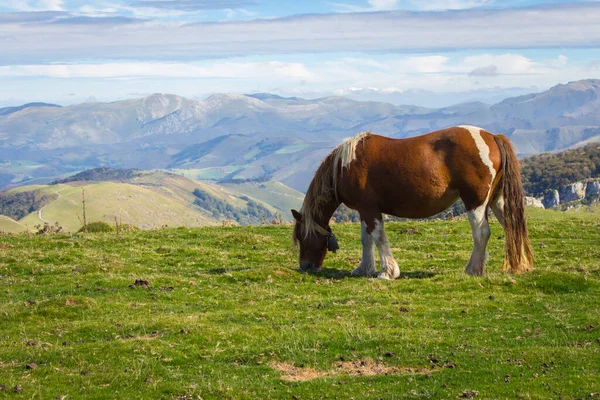 Коричневая Лошадь Пасущаяся Горах Пиренеев Франция Жеребец Фоне Живописного Горного — стоковое фото