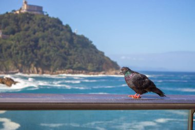 Deniz manzaralı renkli güvercin. Deniz kıyısındaki gri güvercin. Vahşi kuşlar konsepti. Avrupa 'da yaz doğası. Vahşi yaşam konsepti. Kumsalda siyah güvercin.