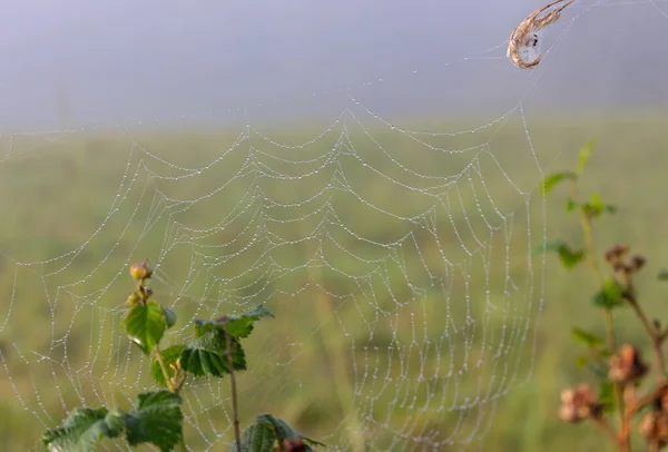 有晨露的蜘蛛网 水滴在草地上的网 夏日的自然是早上 草坪上的蜘蛛丝 美丽的大自然在细节上 野外雾气 有蜘蛛网在前方 — 图库照片
