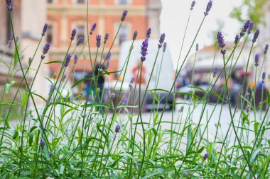 Lavanta çiçekleri şehrin arka planında odaklanmamış. Şehir yaşamının arka planında çimlerde mor çiçekler. Yaz doğası kapanıyor. Bahar çiçeği konsepti. Sokaklarda mor çiçekler. Şehirde yaz..