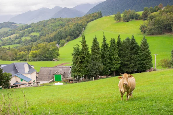 Grazing cow in the mountains near village, France. Cattle farm in mountains. Cow on pasture. Panoramic rural landscape. Domestic animals concept. Livestock in the meadow. Scenic countryside.