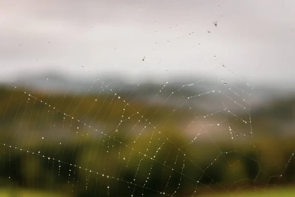 有露水的蜘蛛网 背景不集中 水滴在田里的网上 大自然近在咫尺秋天的自然美丽的自然细节 新鲜的概念 昆虫生命的概念 Spider Web宏 — 图库照片