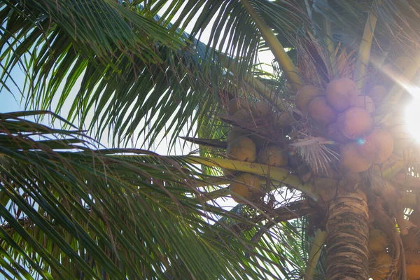 Kokosbomen Met Kokosnoten Onderaanzicht Tropische Natuur Palmbomen Met Kokosnoten Paradijselijk — Stockfoto