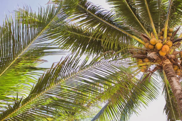 Coconut Trees Coconuts Bottom View Tropical Nature Palm Trees Coconuts — Stock Photo, Image