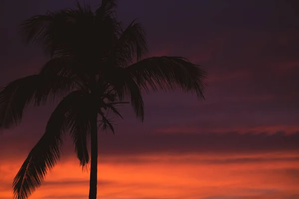 Beautiful Sunset Palm Trees Silhouette Unfocused Calm Evening Colorful Dusk — Stock Photo, Image