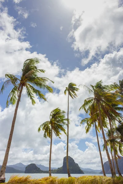 Palmeras Con Viento Playa Tropical Verticales Complejo Exótico Naturaleza Tropical — Foto de Stock