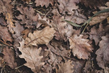 Yerdeki meşe yaprakları, tonlanmış. Sonbahar doğası kapanıyor. Kuru yapraklar üstten görünüyor. Sonbaharda orman. Mevsimlik doğa. Ölü yapraklar. Renkli yapraklar makro. 