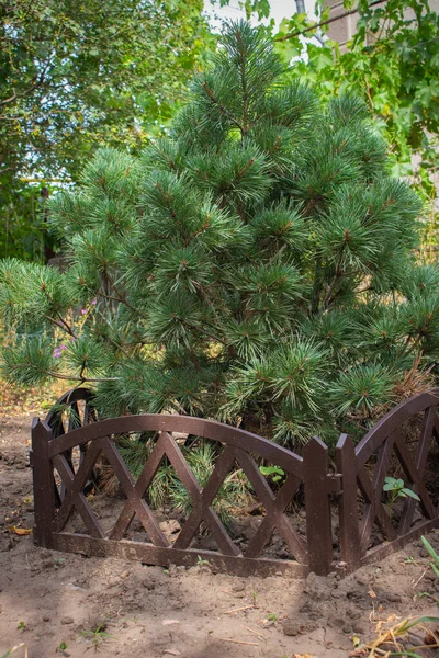 Mała Sosna Niskim Drewnianym Płotem Choinka Ogrodzie Projektowanie Podwórka Wsi — Zdjęcie stockowe