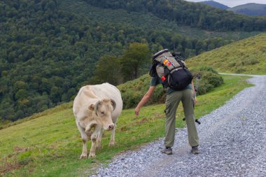 Sırt çantalı seyyah Pirene dağlarında beyaz ineği besliyor. İnekli bir turist. Camino de Santiago konsepti. Çiftlik hayvanları konsepti. Dağlarda seyahat et. Nezaket kavramı. İnsanlar ve hayvanlar. 
