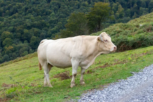 Dağlarda beyaz inek. Yeşil çayırda kızarmış inek. Üreme kontrolü kavramı. Tarla geçmişi. Kırsal alan. Cipsli çiftlik hayvanları.