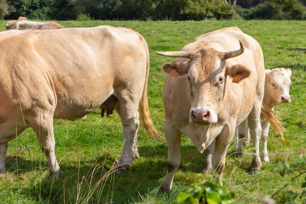 Beyaz İnekler ailesi. Yeşil otlakta beyaz inekler ve buzağı. Beyaz yontulmuş inek sürüsü. Üreme kontrolü kavramı. Tarla geçmişi. Kırsal alan. Cipsli çiftlik hayvanları.
