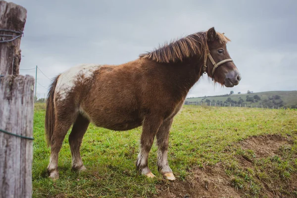 Lindo Pony Con Antebrazo Pequeño Caballo Marrón Granja Concepto Ganadero — Foto de Stock