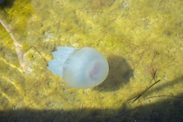 Alforreca Mar Vida Marinha Medusas Sob Superfície Água Medusa Azul — Fotografia de Stock