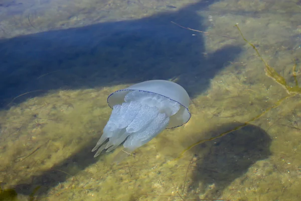 Alforreca Mar Vida Marinha Medusas Sob Superfície Água Medusa Azul — Fotografia de Stock