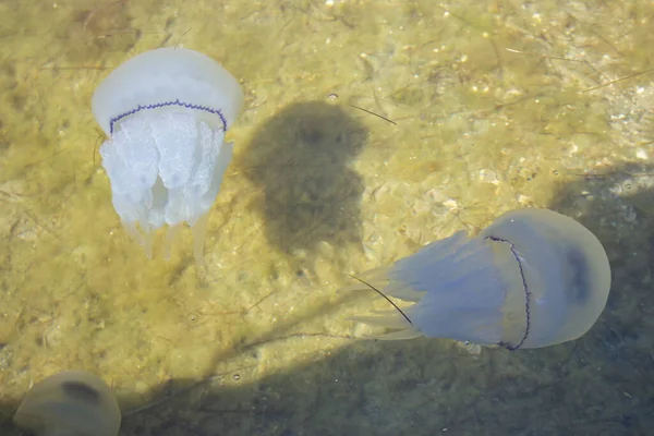 Kwallen Zee Maritiem Leven Kwallen Onder Water Oppervlak Blauwe Medusa — Stockfoto