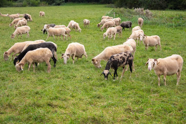 Flock Får Betesmark Hjord Färgglada Får Och Lamm Rakade Får — Stockfoto