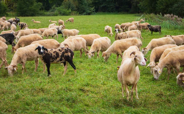 Flock Får Betesmark Hjord Färgglada Får Och Lamm Rakade Får — Stockfoto