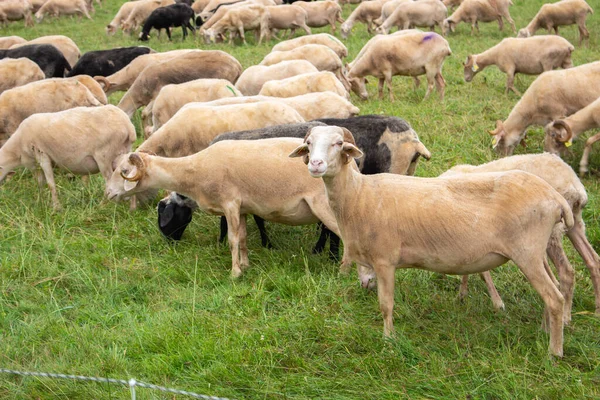 Otlaktaki Koyun Sürüsü Renkli Koyun Kuzu Sürüsü Tıraş Edilmiş Koyun — Stok fotoğraf
