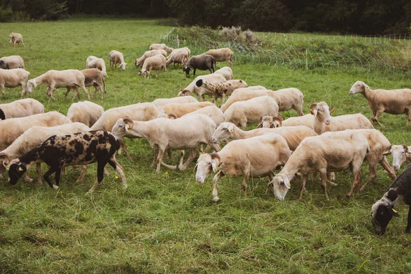 Flock Får Betesmark Hjord Färgglada Får Och Lamm Rakade Får — Stockfoto