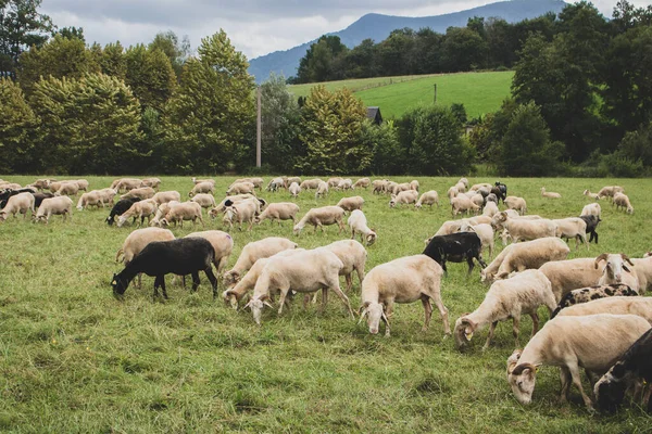 Flock Får Betesmark Hjord Färgglada Får Och Lamm Rakade Får — Stockfoto