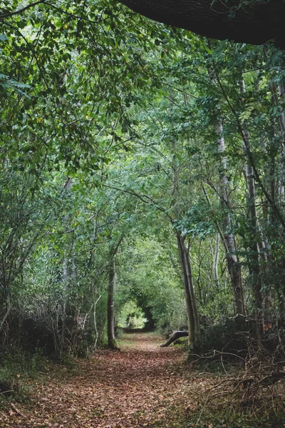 Túnel Natural Floresta Profunda Passo Passo Florestas Outono Floresta Misteriosa — Fotografia de Stock