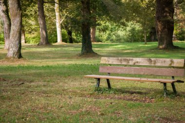 Parktaki ahşap bank. Güneşli bir günde boş sonbahar parkı. Manzaralı sonbahar manzarası. Dışarıdaki mobilyalar. Boş zaman ve rahatlama konsepti. Çimleri ve ağaçları olan resim gibi bir bahçe..