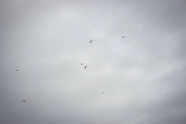 Aves Voo Rebanho Pássaros Fundo Paisagem Nublada Conceito Migração Outono — Fotografia de Stock