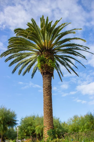 Пальма Против Голубого Неба Тропический Природный Фон Пальма Пляже Экзотические — стоковое фото
