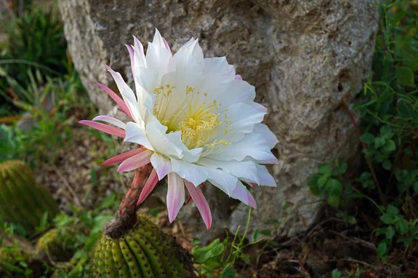 Kaktus Mit Blumen Details — Stockfoto