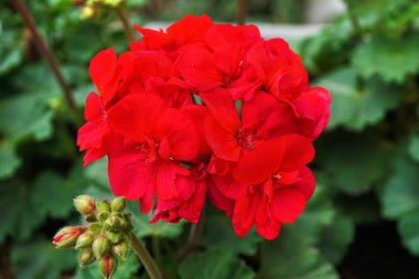 Kırmızı Sardunya closeup yeşil leavs ile