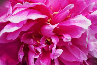 Paeonia officinalis, Şakayık, Bahçe Şakayık makro